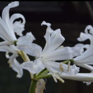 Nerine bowdenii 'Bianca Pearl' Pack of 5 bulbs