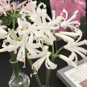 Nerine bowdenii Alba x 5 bulbs