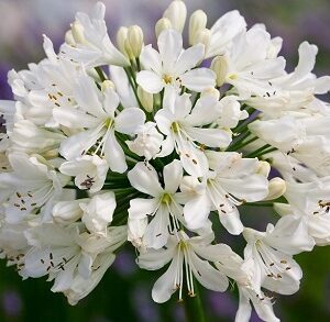 Agapanthus Snow Crystal