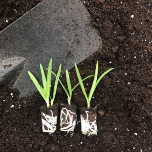 Agapanthus Plugs
