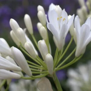 Agapanthus 'White Pixie' 9cm