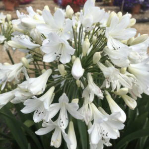 Agapanthus 'Arctic Star' 1 Litre
