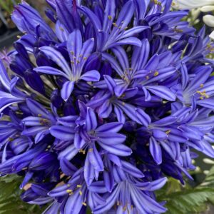 Larger Agapanthus plants
