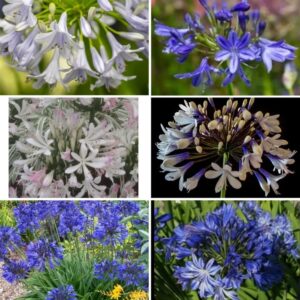 30 Mixed Agapanthus Seeds