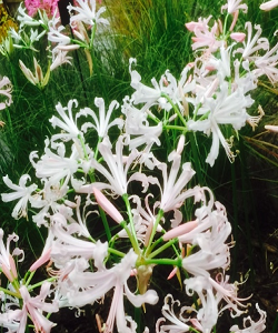Nerine bowdenii 'Patricia'
