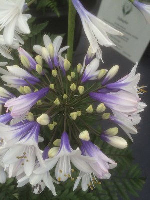 Agapanthus Twister