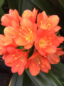 clivia miniata