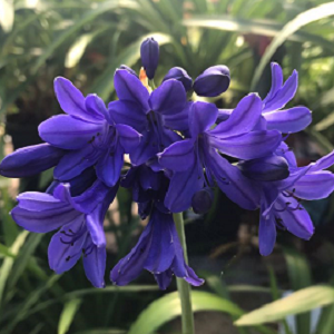 Agapanthus Flower of Love