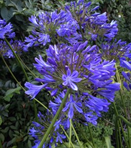 Agapanthus Hole Park Blue