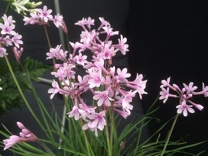 Tulbaghia Purple Eye