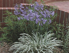 Agapanthus Silver Moon