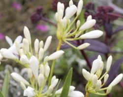 Agapanthus Thumberlina