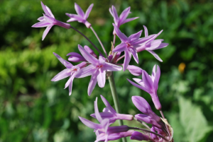 tulbaghia silver lace