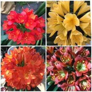 Clivia miniata MIXED Seed x 5