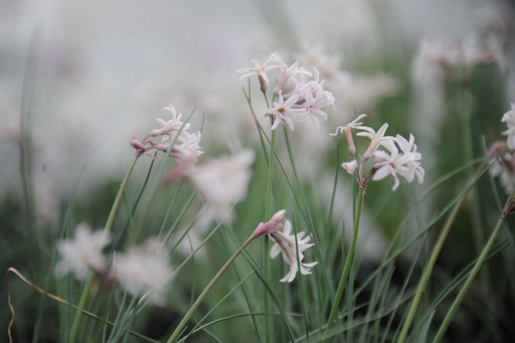 Tulbaghia