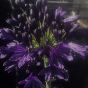 Agapanthus ‘Royal Velvet’