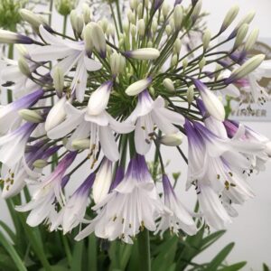 Agapanthus