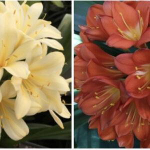 Clivia miniata Seed Bundle (2 packs)
