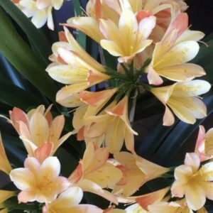 Clivia miniata ‘Royal Gala’ germinated seed x3
