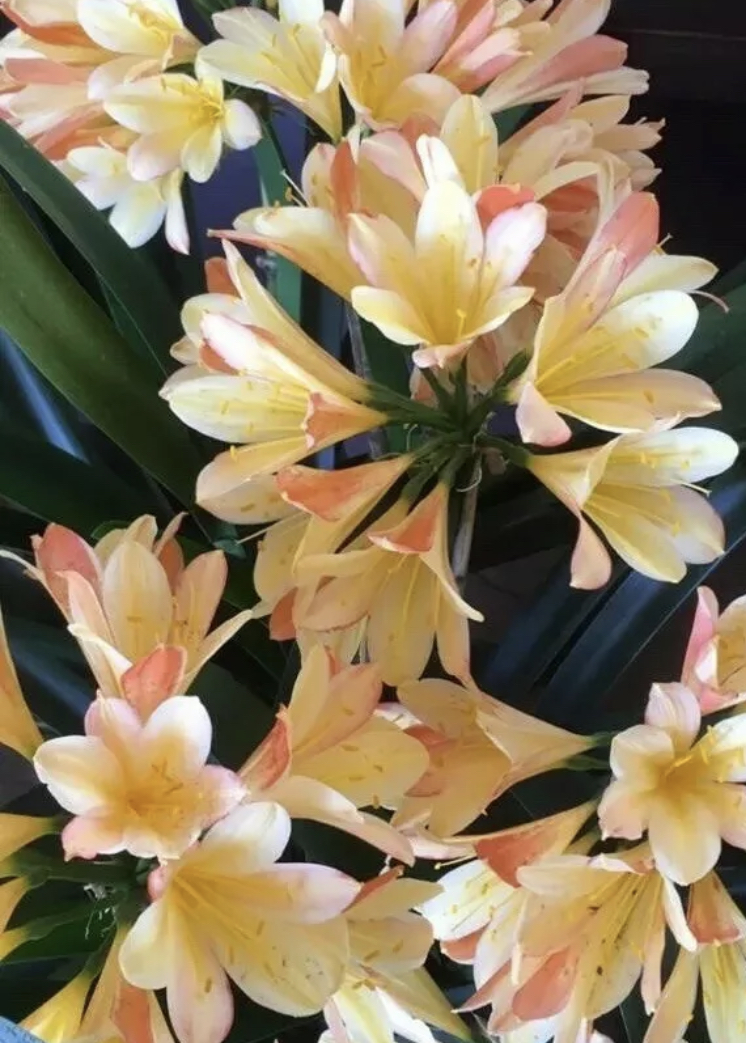 Clivia miniata ‘Royal Gala’ germinated seed x3