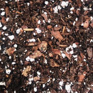Clivia Compost. 3 Litre. Mature Plant Mix