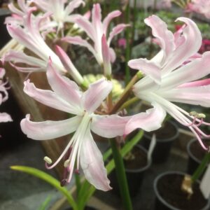 Nerine bowdenii 'Lipstick' Bulb
