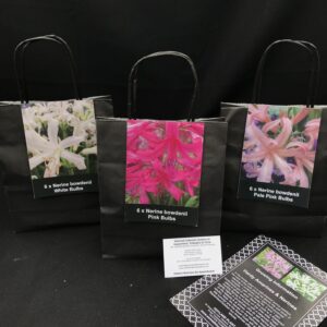 Nerine Bulb Bundle