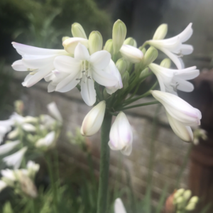 Agapanthus hardy ‘Dwarf White’ 9cm