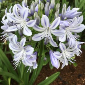 Agapanthus 'Elaine Ann'