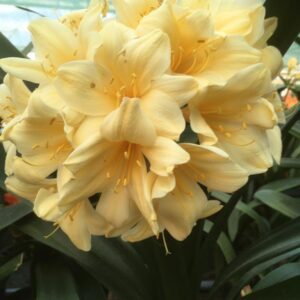 Clivia miniata ‘Yellow’ germinated seed x 3
