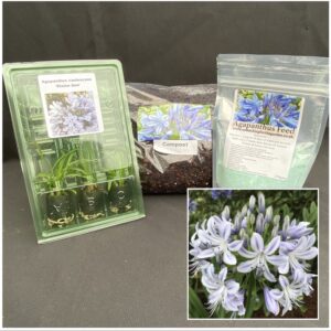 *NEW* Agapanthus ‘Elaine Ann’ Plugs, feed & compost