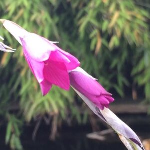 Dierama 'Miranda' 9cm