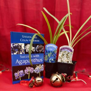 Book & 2 Evergreen Plant (9cm) Gift Set