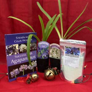 Christmas Gift- Book, Feed & 2 Evergreen Plant (9cm)
