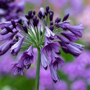 NEW Agapanthus ‘Poppin Purple’ pack of 3 plugs