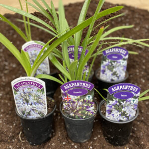 Agapanthus Collection- Bi-Coloured