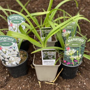 Agapanthus Collection- White Flowering