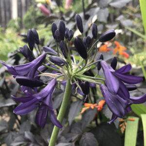 NEW Agapanthus 'Alan Street' AGM 1 litre