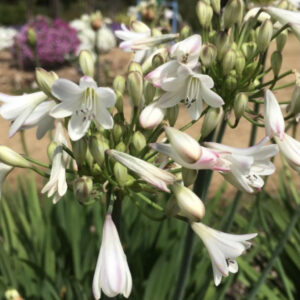 NEW Agapanthus ‘Yorkshire Rose’ 9cm