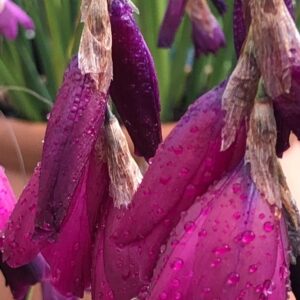 Dierama 'Dark Cerise’ 9cm