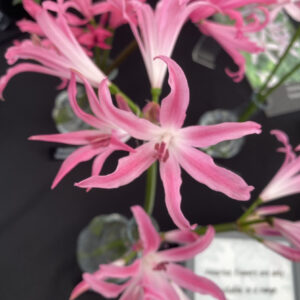 Amarine Belladiva ‘Paris’