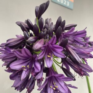 NEW Agapanthus ‘Blackjack’ 9cm