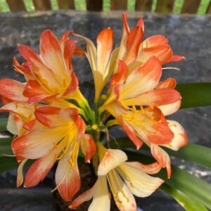 Clivia miniata ‘Picotee’ germinated seed x3
