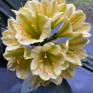 Clivia m. ‘Pippin Green x Pippin Green’ germinated seed x2