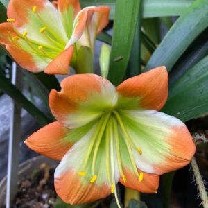 Clivia miniata ‘Cameo’ germinated seed x3