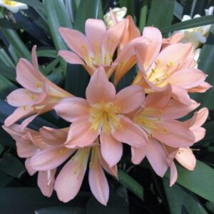 Clivia miniata ‘Pink’ germinated seed x3