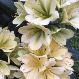 Clivia m. ‘Pixie Green’ germinated seed x 2