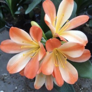 Clivia miniata ‘White Lips’ germinated seed x3