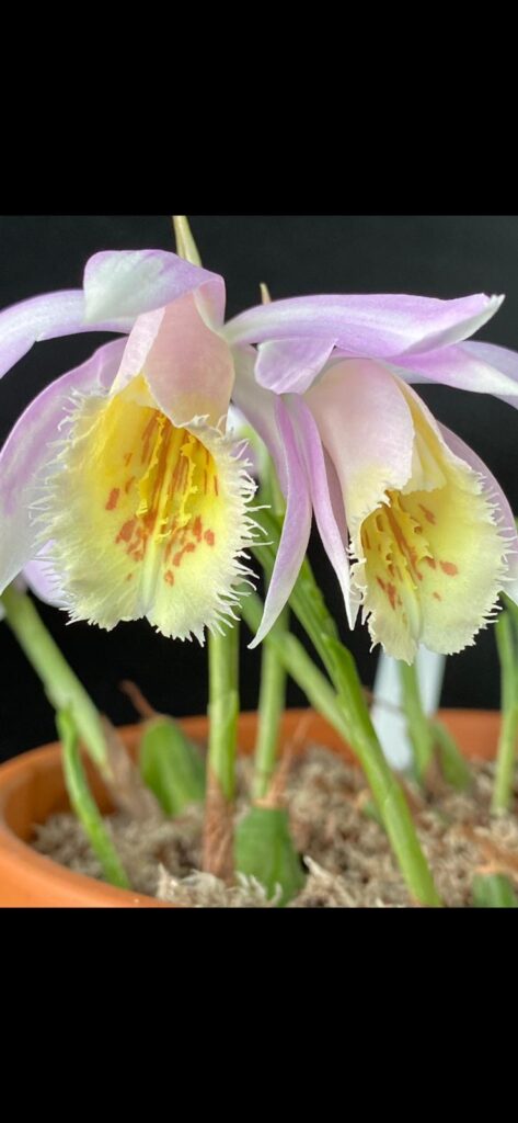 Disa multicoloured