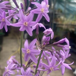 NEW Tulbaghia ‘Giant Beauty’